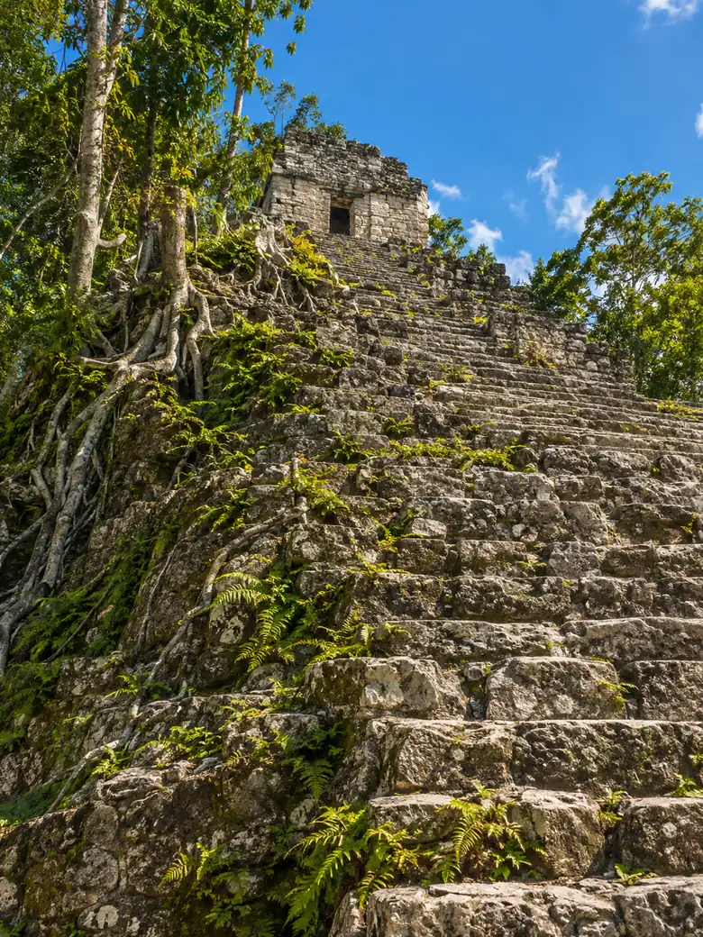 Weathered grey stone steps of a Maya pyramid at Coba rising to a small temple, with tree roots and ferns between the stones